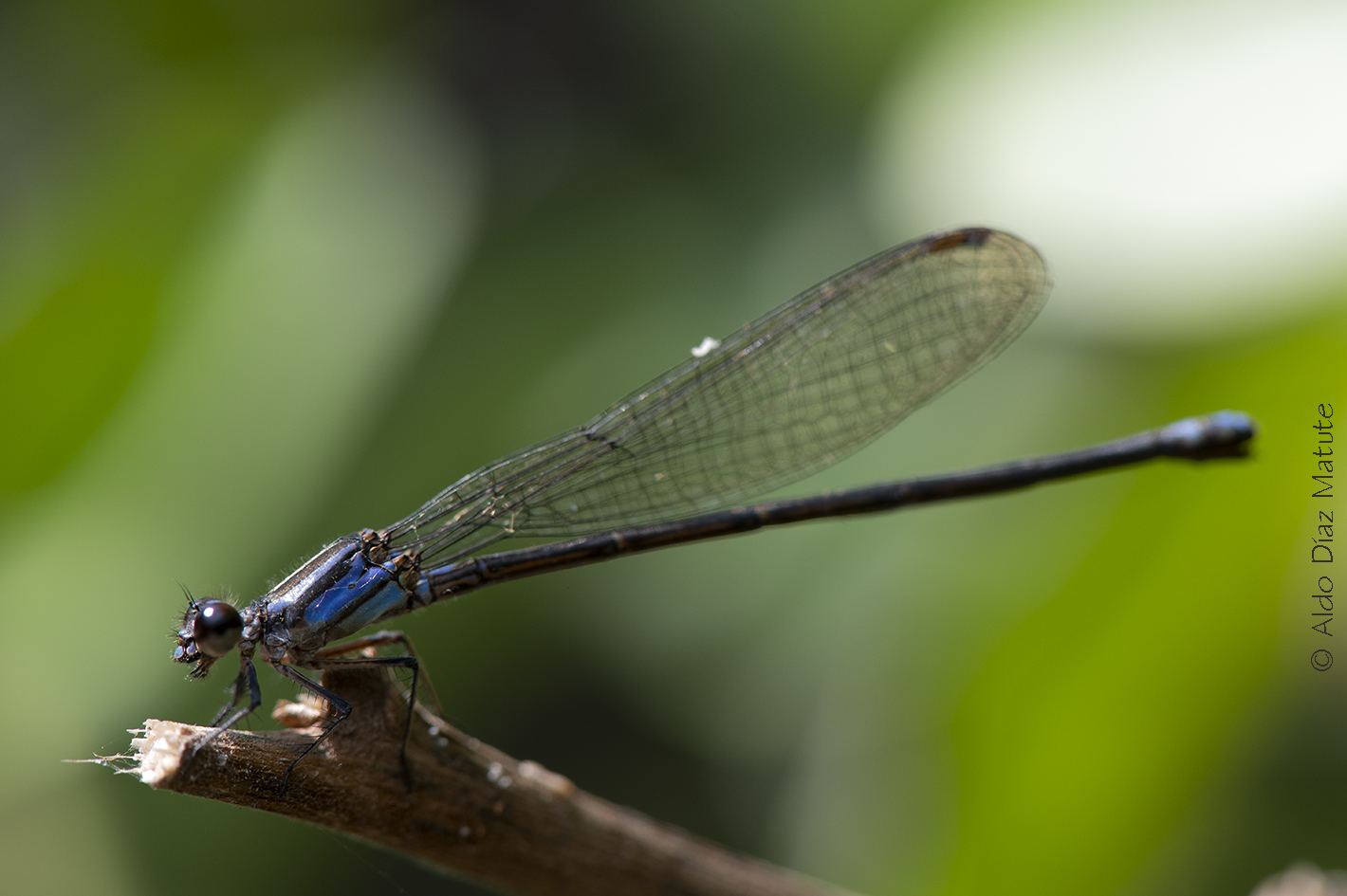 Zygoptera