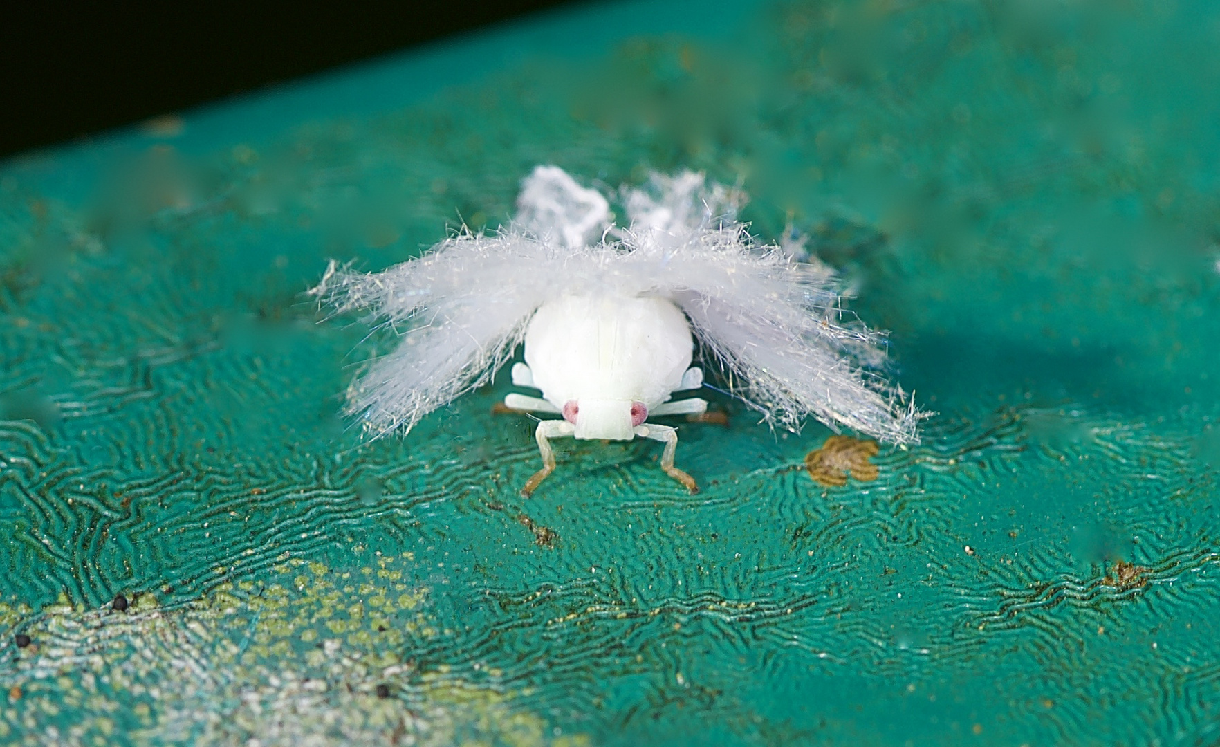 Zykadenlarve aus dem Tropischen Regenwald von Borneo