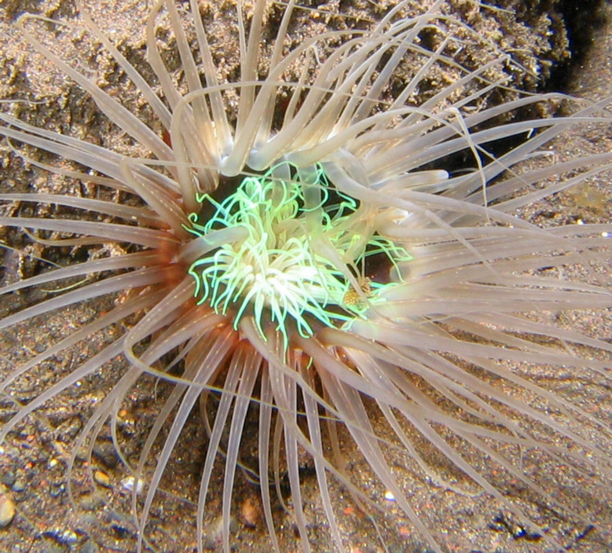 Zylinder Rose (Cerianthus sp.) Tauchaufnahme in Bali