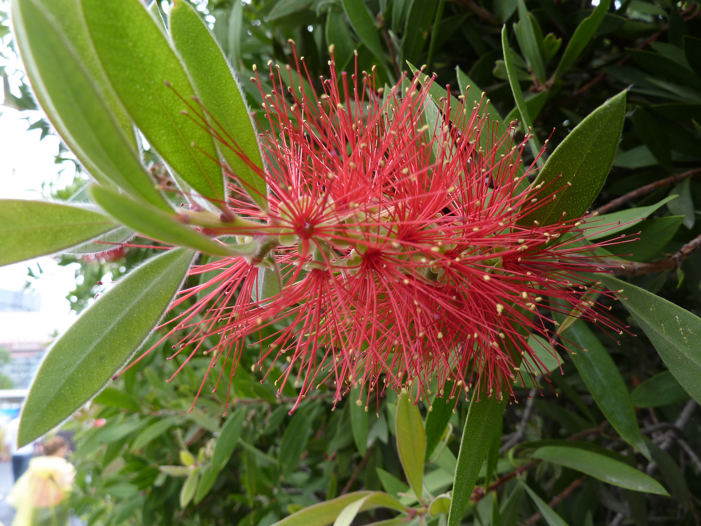 Zylinderputzer Baum - Eine seiner wunderschönen Blüte