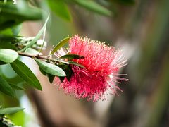 Zylinderputzer-Blüte