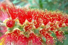 Zylinderputzer (Callistemon)