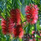 Zylinderputzer (Callistemon)