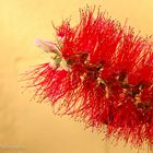 Zylinderputzer (Callistemon)