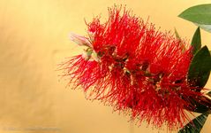 Zylinderputzer (Callistemon)