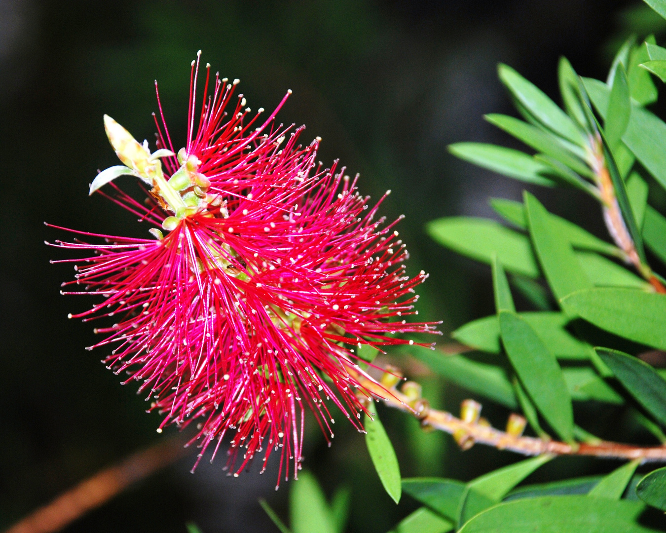 Zylinderputzer (Callistemon)