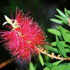 Zylinderputzer (Callistemon)