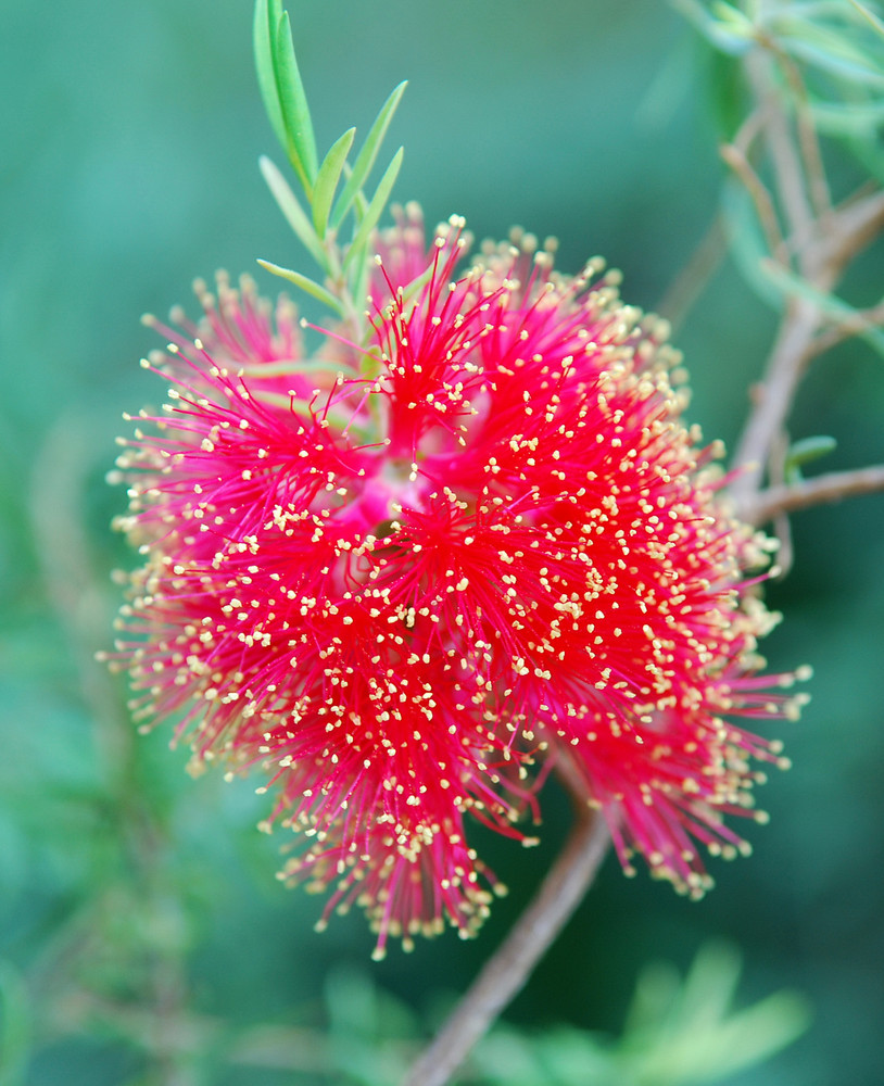 Zylinderputzer "Callistemon"