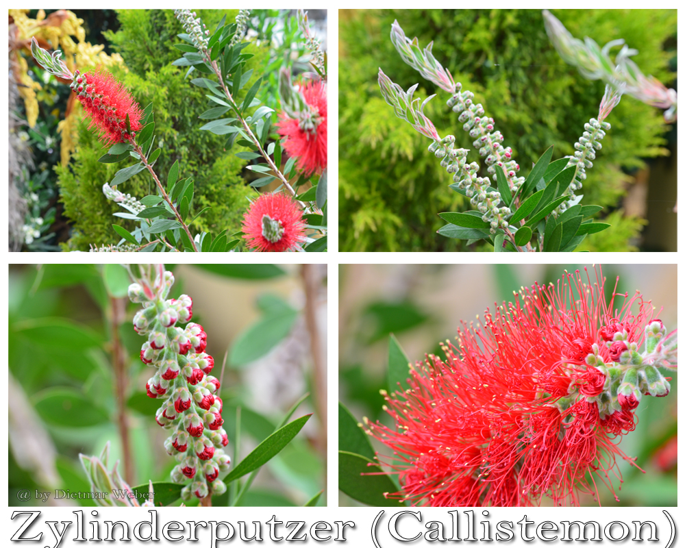 Zylinderputzer (Callistemon)