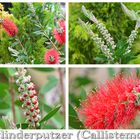 Zylinderputzer (Callistemon)