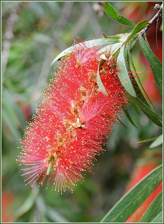 Zylinderputzer (Callistemon)