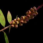 Zylinderputzer (Callistemon citrinus)