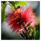 Zylinderputzer (Callistemon citrinus)