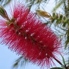 Zylinderputzer / Callistemon Citrinus