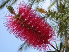 Zylinderputzer / Callistemon Citrinus