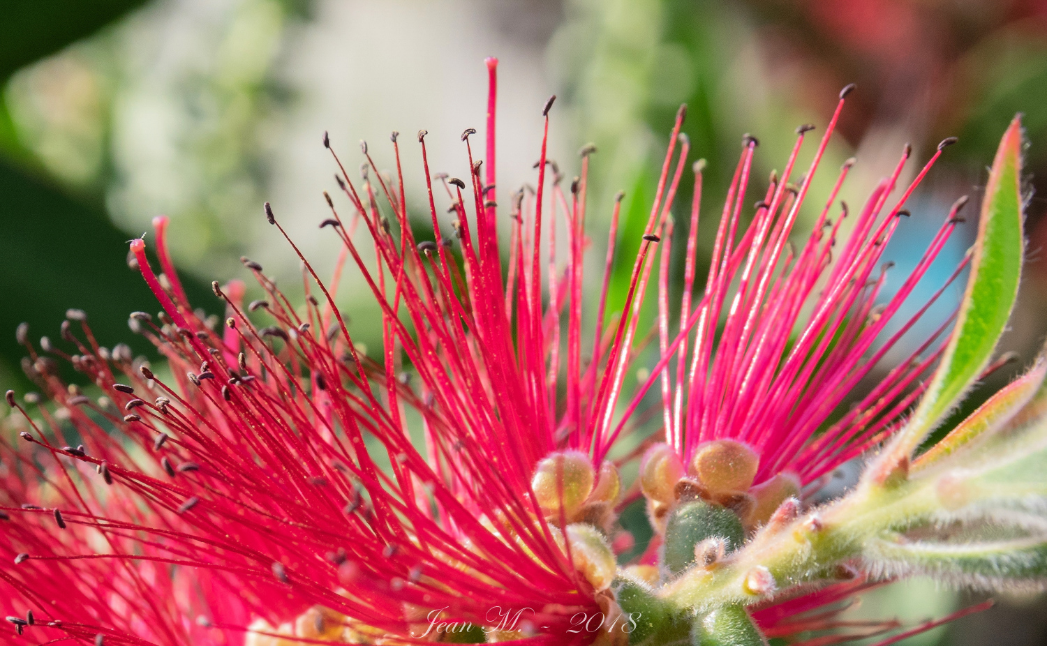 Zylinderputzer - Callistemon