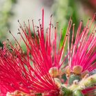 Zylinderputzer - Callistemon