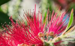 Zylinderputzer - Callistemon