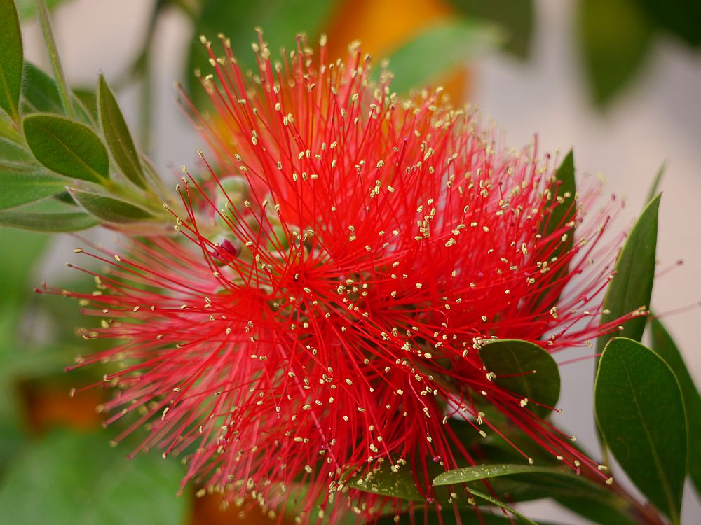 Zylinderputzer Callistemon