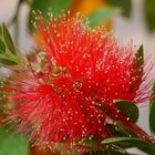 Zylinderputzer Callistemon