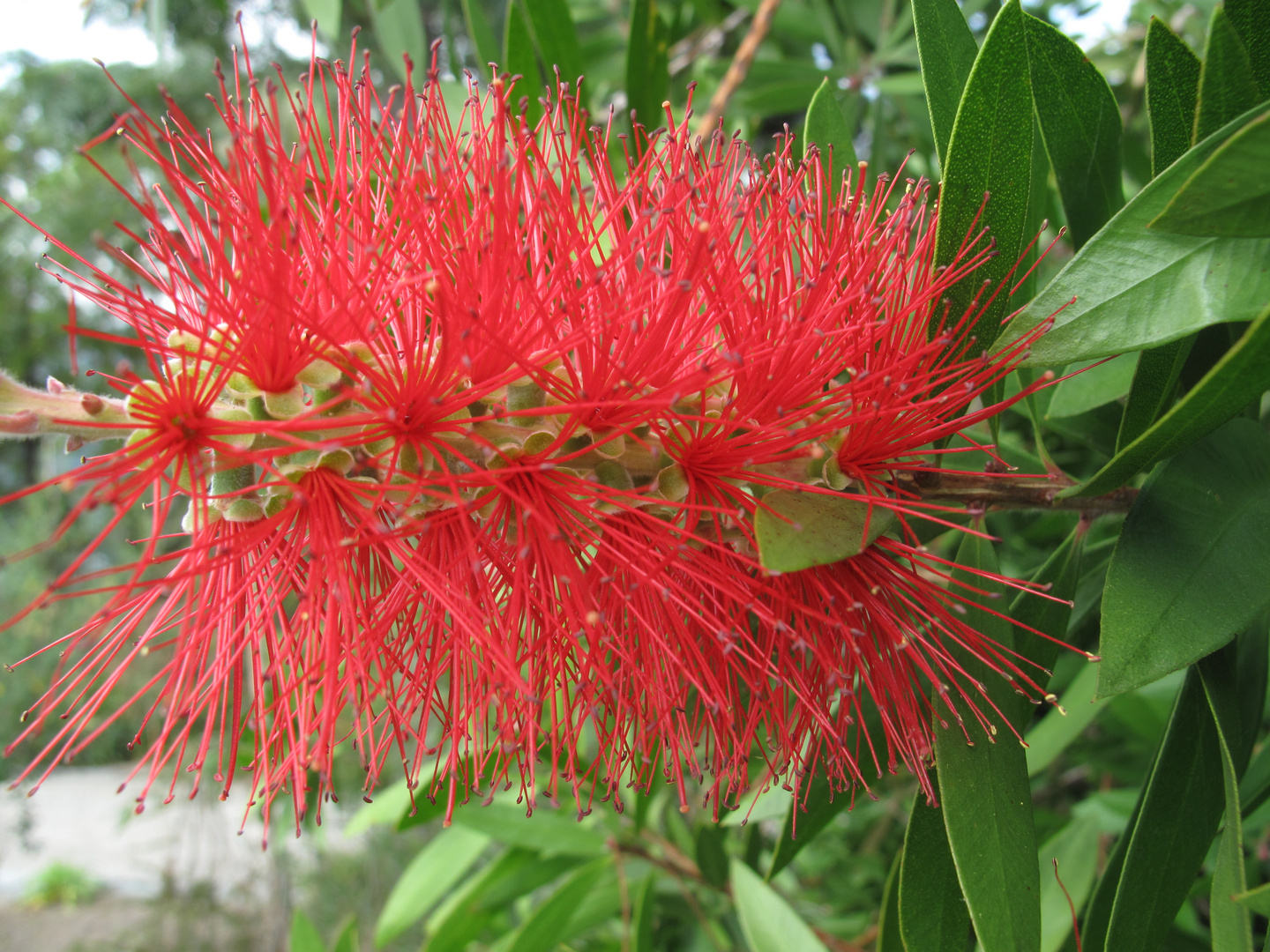 Zylinderputzer (Callistemon leavis)