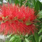 Zylinderputzer (Callistemon leavis)