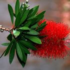 Zylinderputzer (Callistemon spec.)