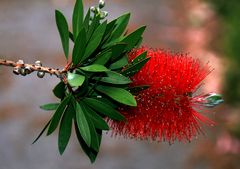 Zylinderputzer (Callistemon spec.)