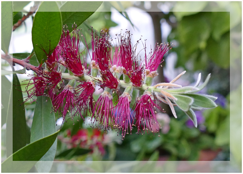 Zylinderputzerstrauch - Blüte