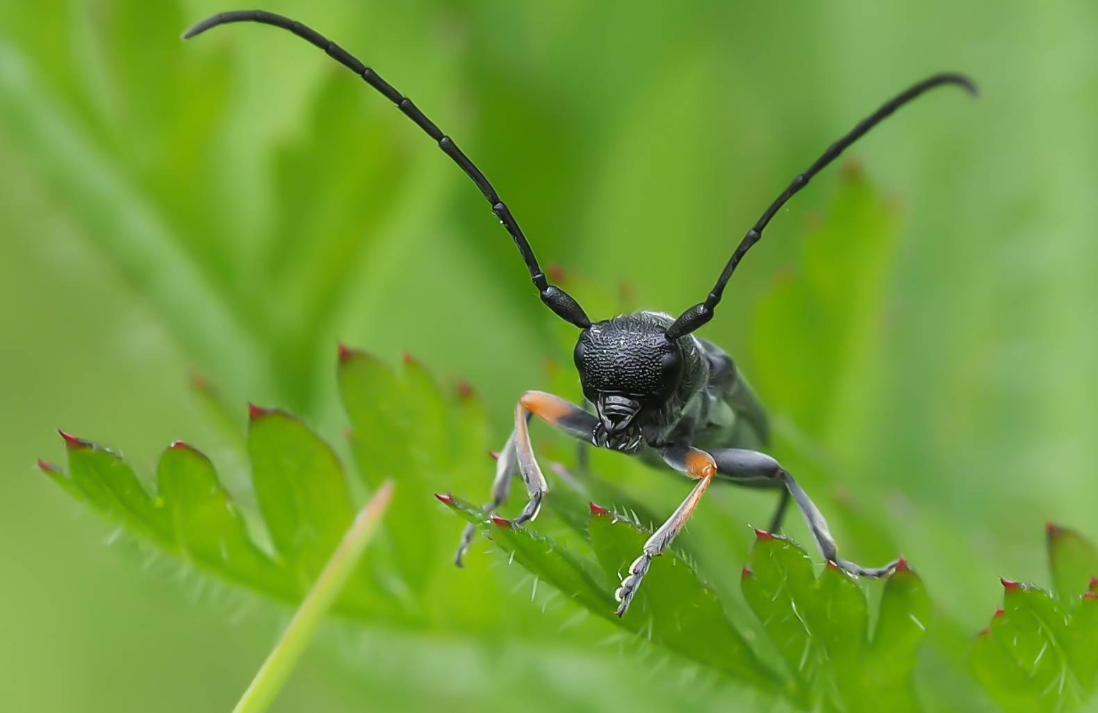Zylindrischer Walzenhalsbock (Phytoecia cylindrica) Foto & Bild