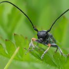 Zylindrischer Walzenhalsbock (Phytoecia cylindrica)