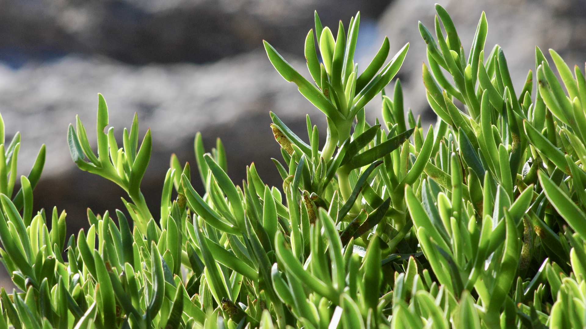 Zypern (2005), Delosperma cooperi