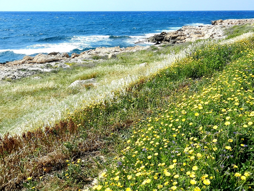 Zypern Blumen am Ufer