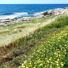 Zypern Blumen am Ufer