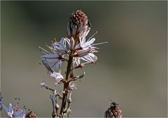 Zypern ist im Frühling auch übersäht von Afodil