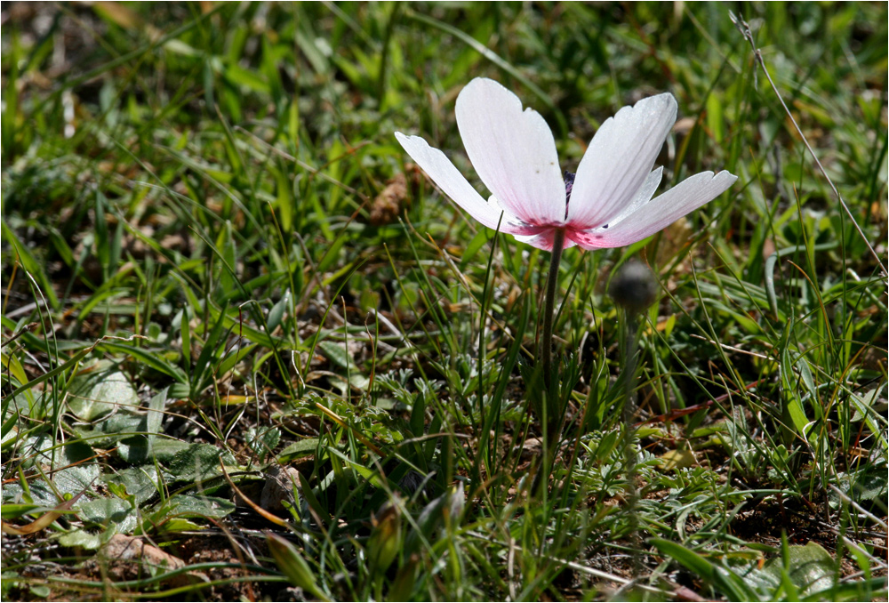 Zypern ist im Frühling übersäht von Anemonen 2