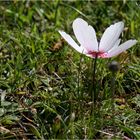 Zypern ist im Frühling übersäht von Anemonen 2