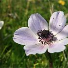 Zypern ist im Frühling übersäht von Anemonen