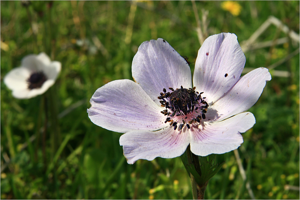 Zypern ist im Frühling übersäht von Anemonen