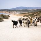 Zypern- Ziegen/Schafe