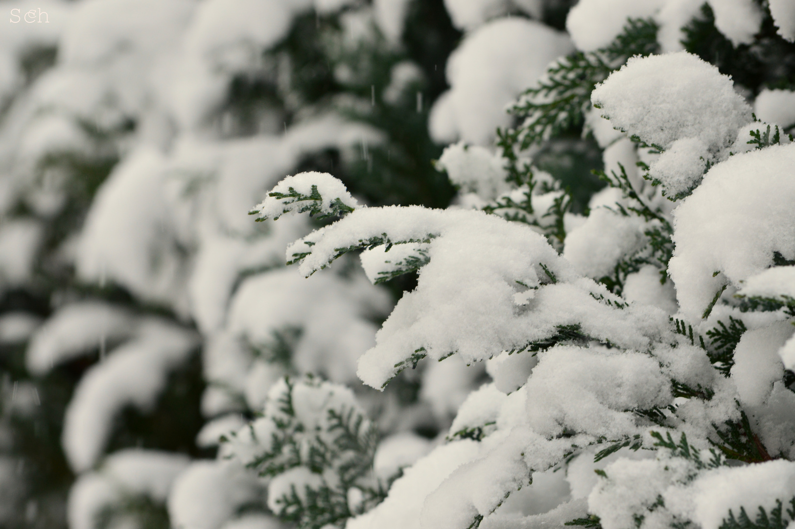 Zypresse im Schnee