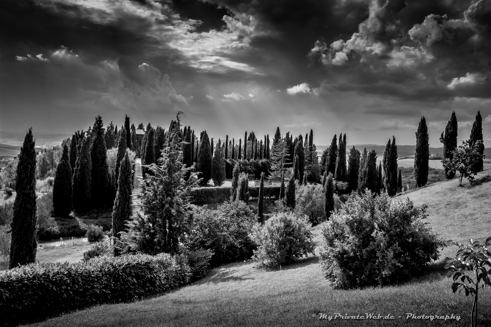 Zypressen - Crete Senesi