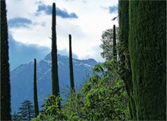 ZYPRESSEN IM HOCHGEBIRGE