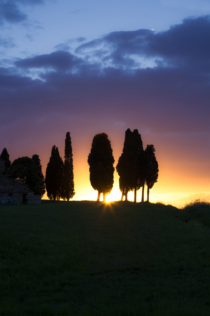 Zypressen im Val d'Orcia