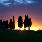 Zypressen im Val d'Orcia