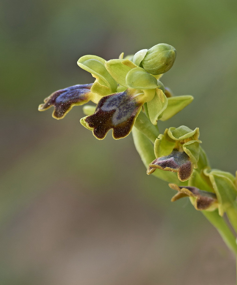 Zypressen-Ragwurz (Ophrys fusca subsp. funerea) _2
