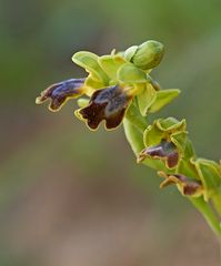 Zypressen-Ragwurz (Ophrys fusca subsp. funerea) _2