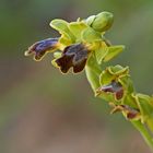 Zypressen-Ragwurz (Ophrys fusca subsp. funerea) _2