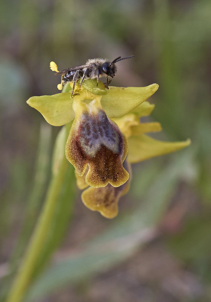 Zypressen Ragwurz (Ophrys fusca subsp. funerea)