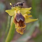 Zypressen Ragwurz (Ophrys fusca subsp. funerea)
